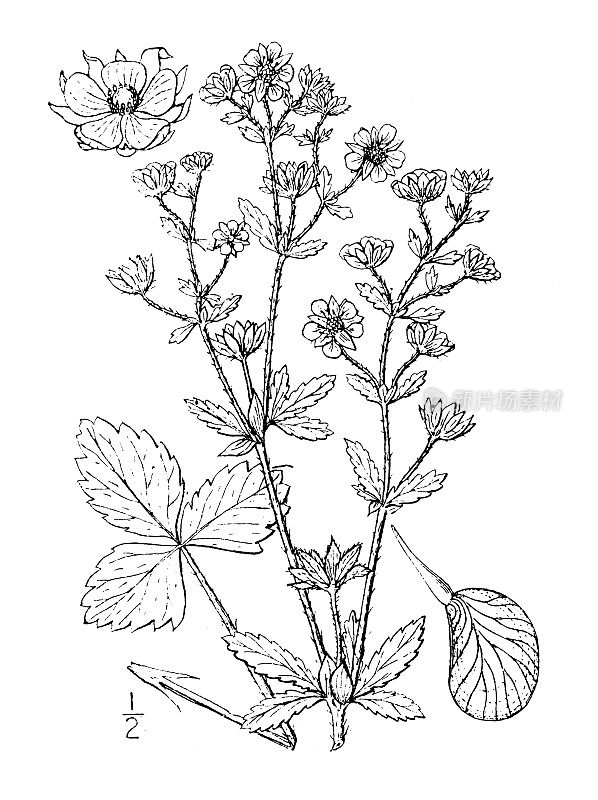 古植物学植物插图:翻白草(Potentilla Monspeliensis)